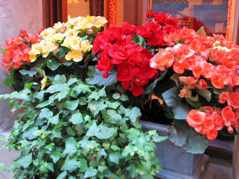 IMG_2814.jpg - And smell the flowers … everywhere!  See, make a vacation out of the conventions!